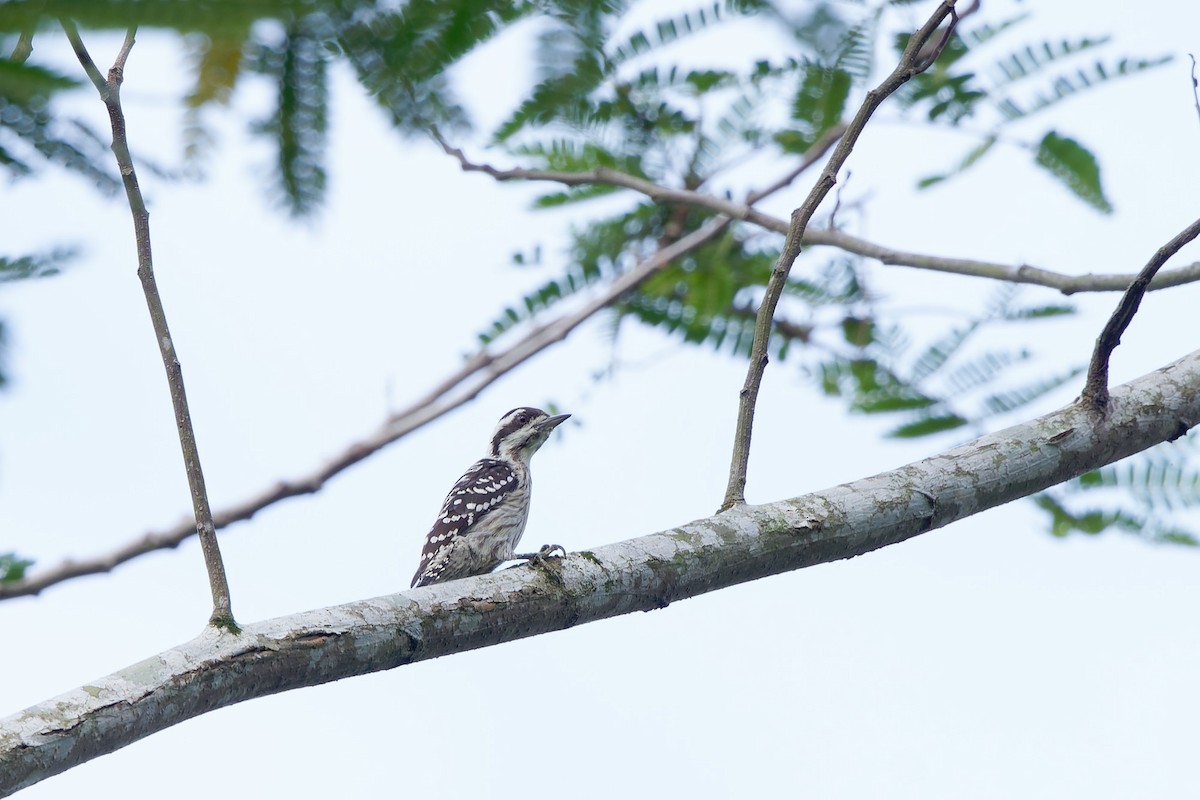 Sunda Pygmy Woodpecker - Martjan Lammertink