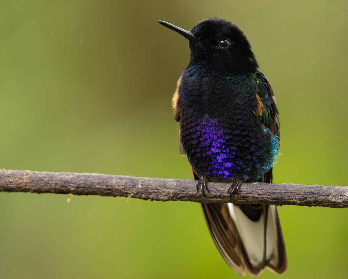 kolibřík hyacintový - ML616214186