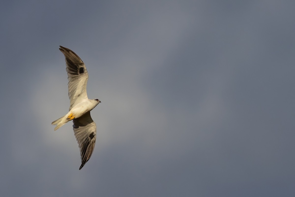 Black-shouldered Kite - Jaap Velden