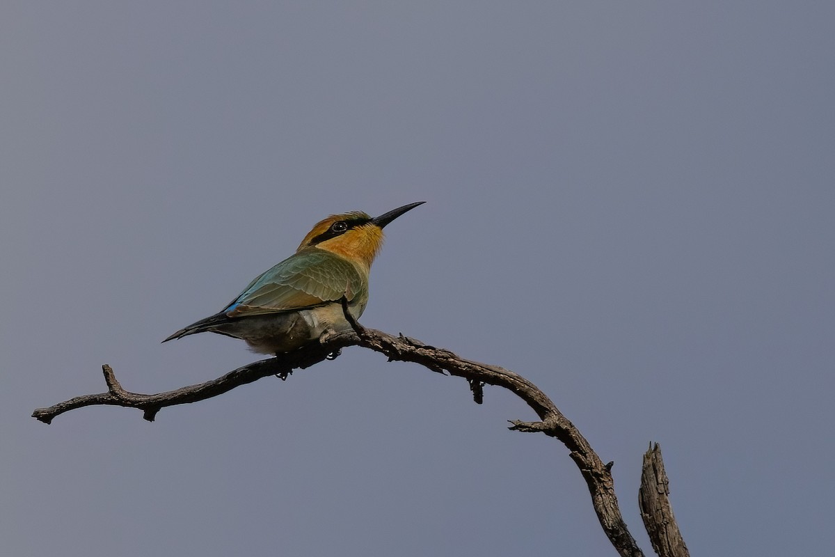 Rainbow Bee-eater - ML616214210