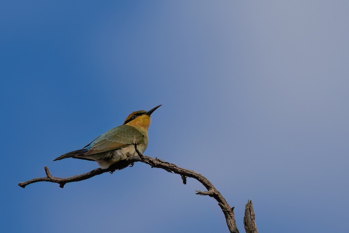 Rainbow Bee-eater - Jaap Velden