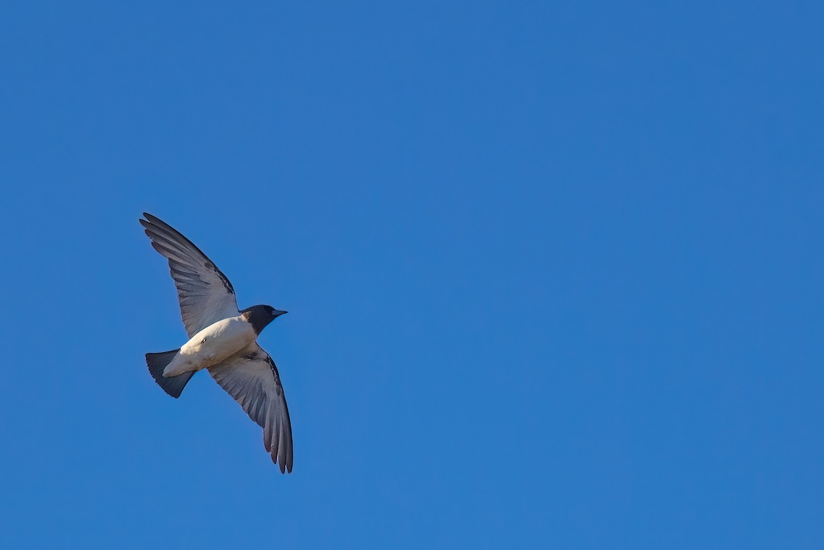 White-breasted Woodswallow - Jaap Velden