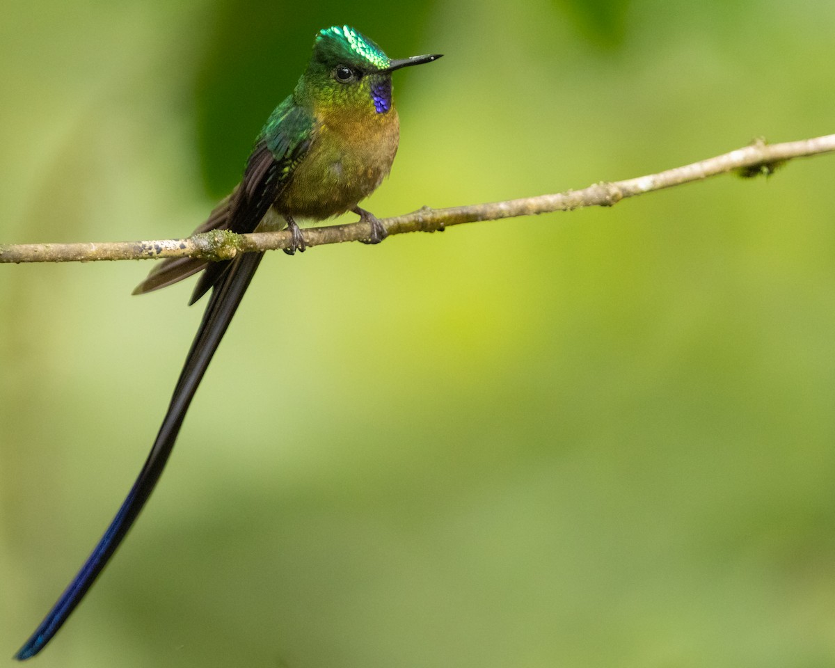 Violet-tailed Sylph - ML616214253