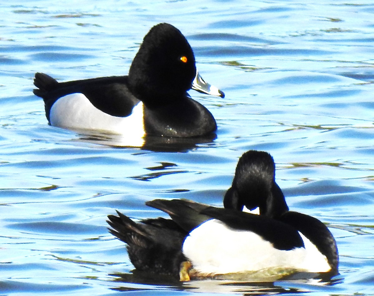 Ring-necked Duck - ML616214389