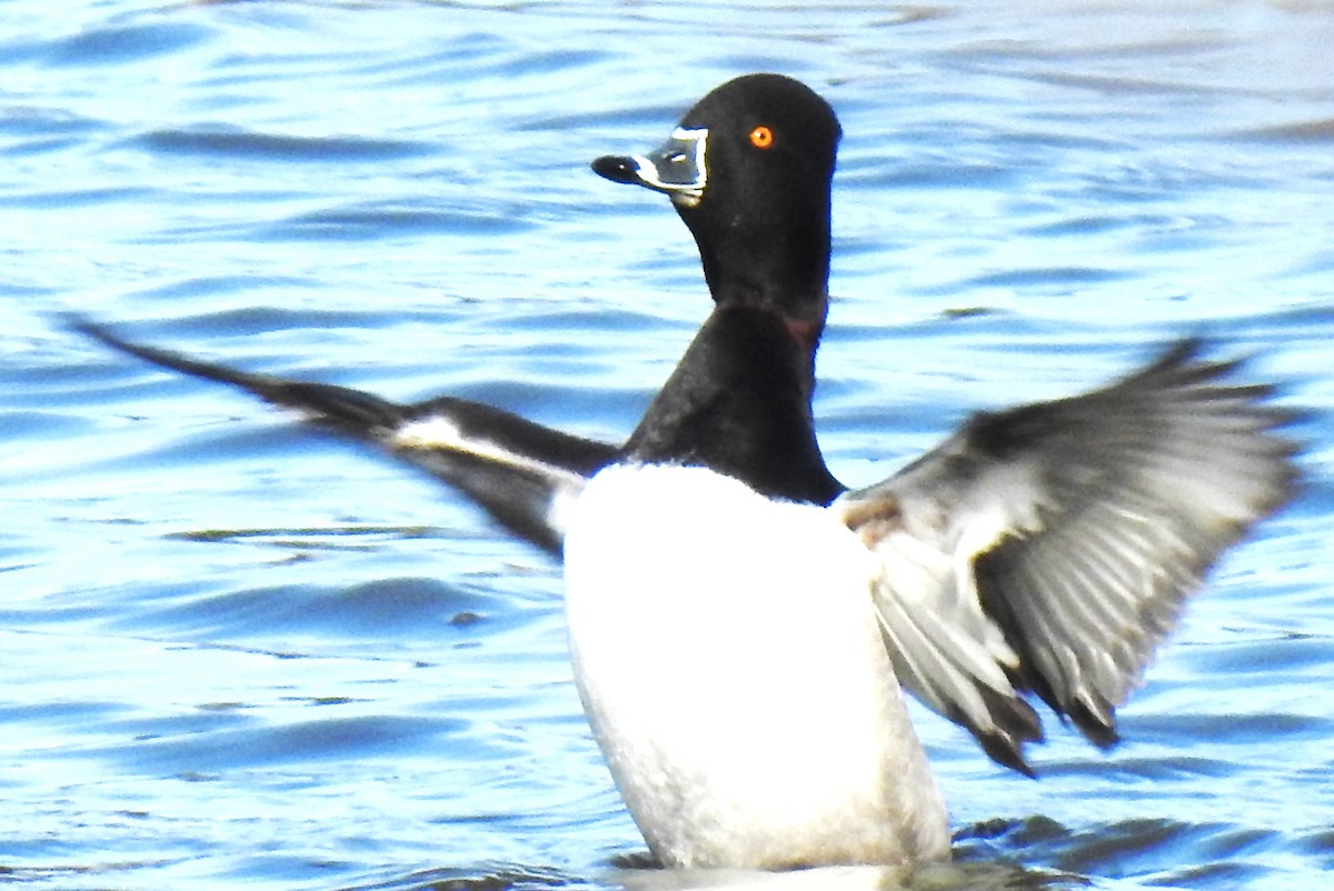 Ring-necked Duck - ML616214391