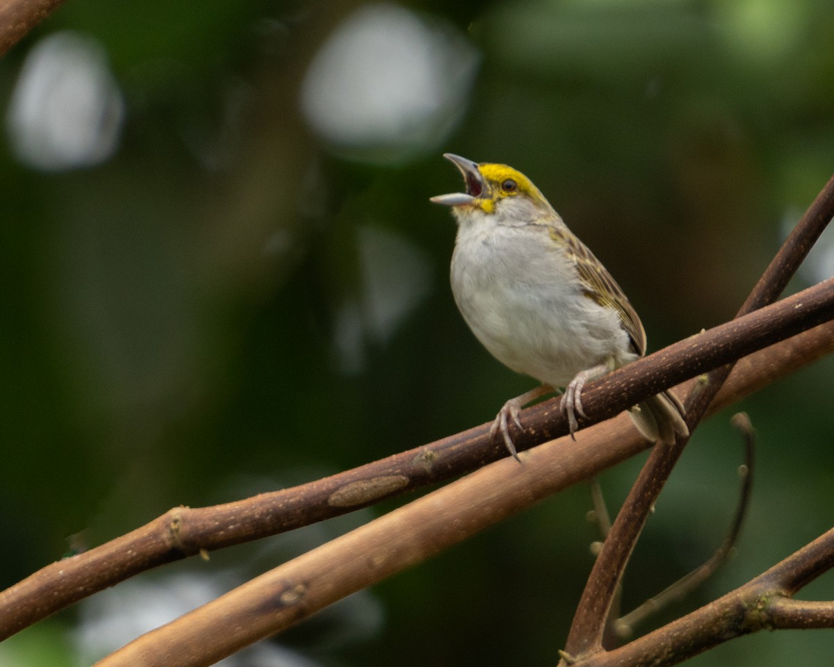 Yellow-browed Sparrow - Benny Jacobs-Schwartz