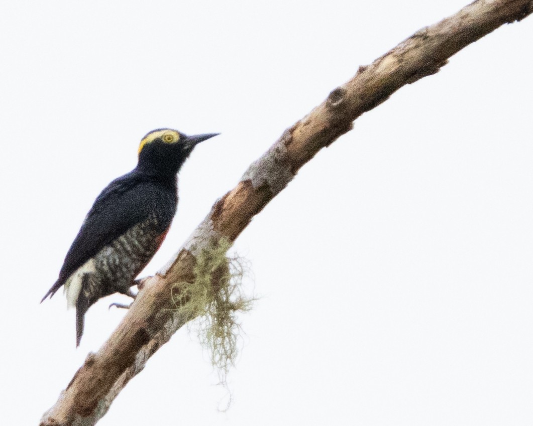 Yellow-tufted Woodpecker - ML616214489