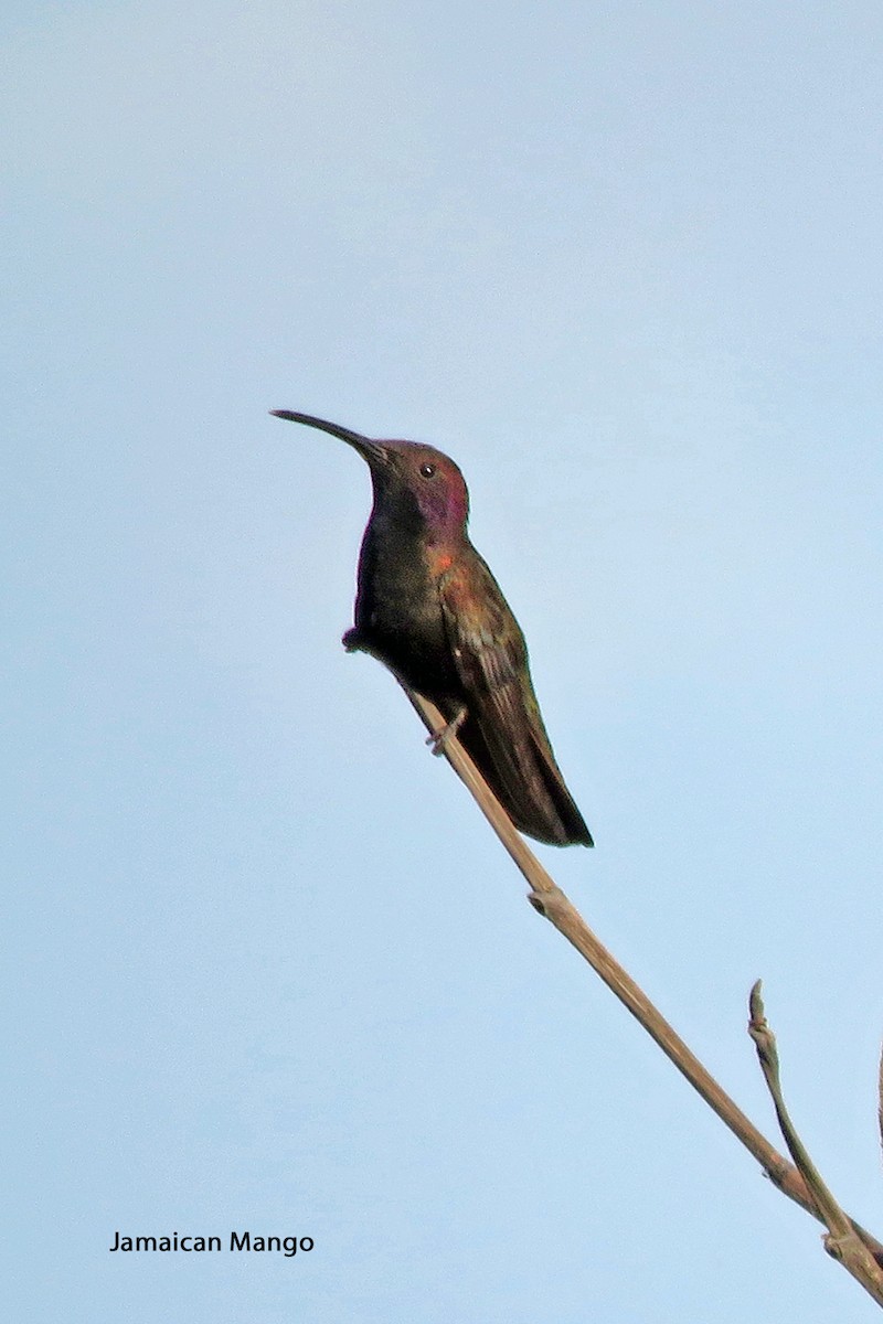 kolibřík jamajský - ML616214599