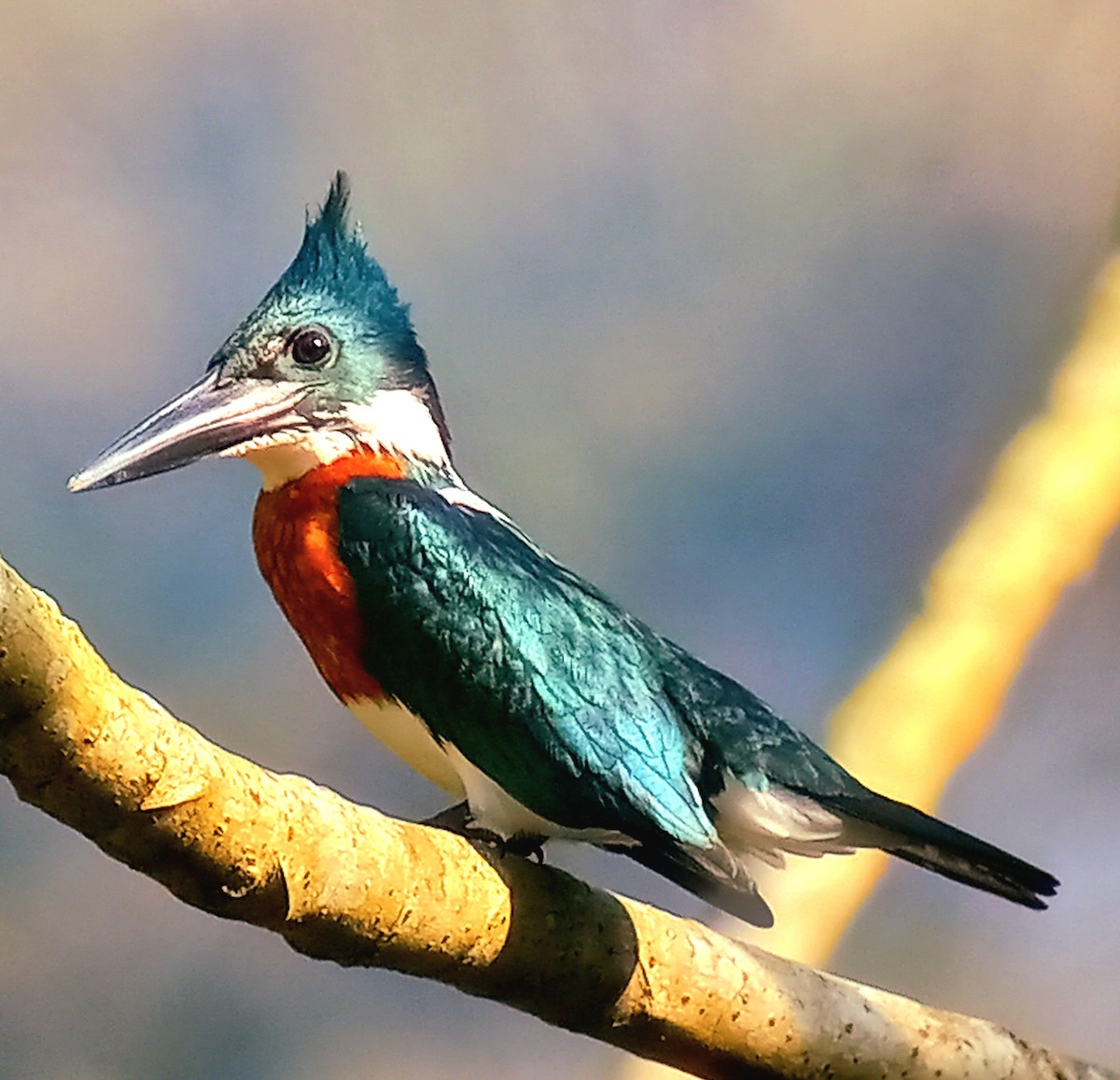 Amazon Kingfisher - Roque Garcia