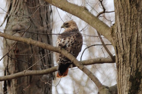 Hotspot of the month -- Kettle Moraine SF--Pike Lake Unit - Wisconsin eBird