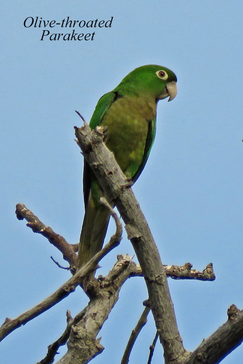 Olive-throated Parakeet - Merrill Lester