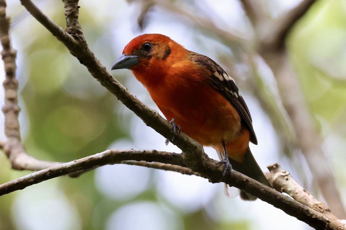 Flame-colored Tanager - ML616214814
