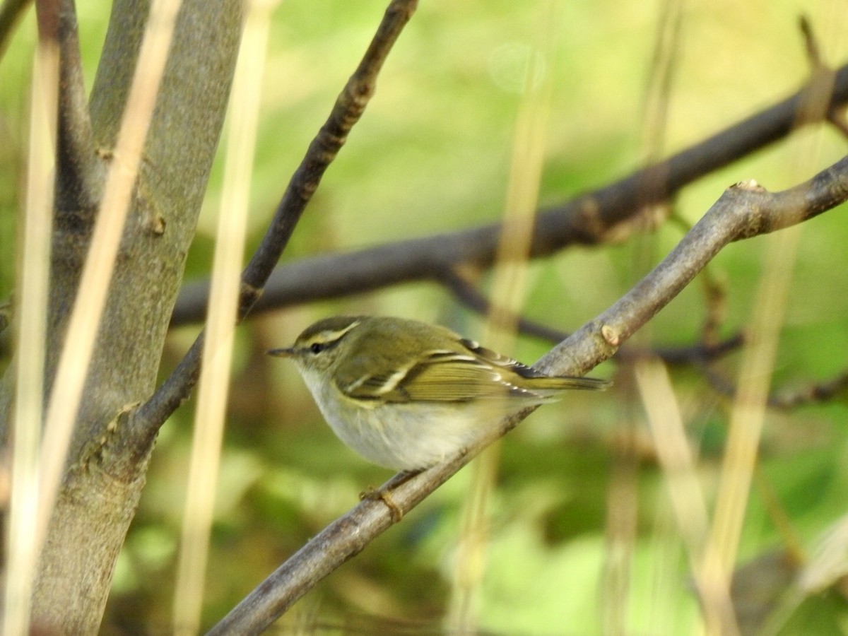 Yellow-browed Warbler - ML616215024