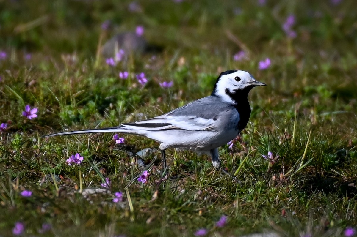 White Wagtail (White-faced) - ML616215261