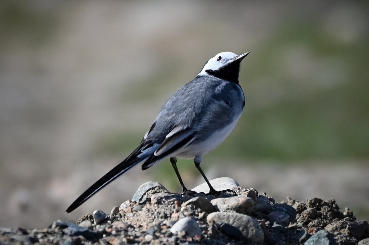White Wagtail (White-faced) - ML616215262