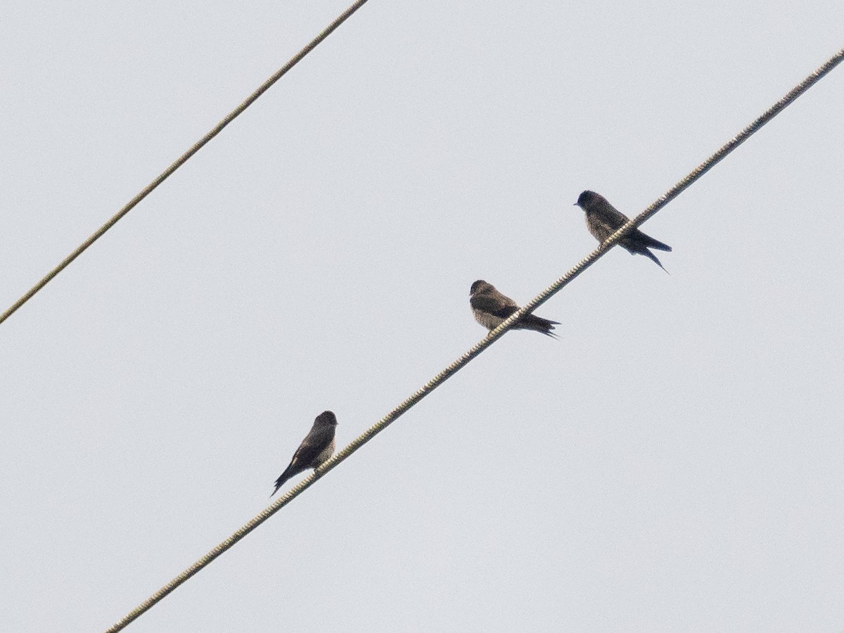 White-thighed Swallow - ML616215294