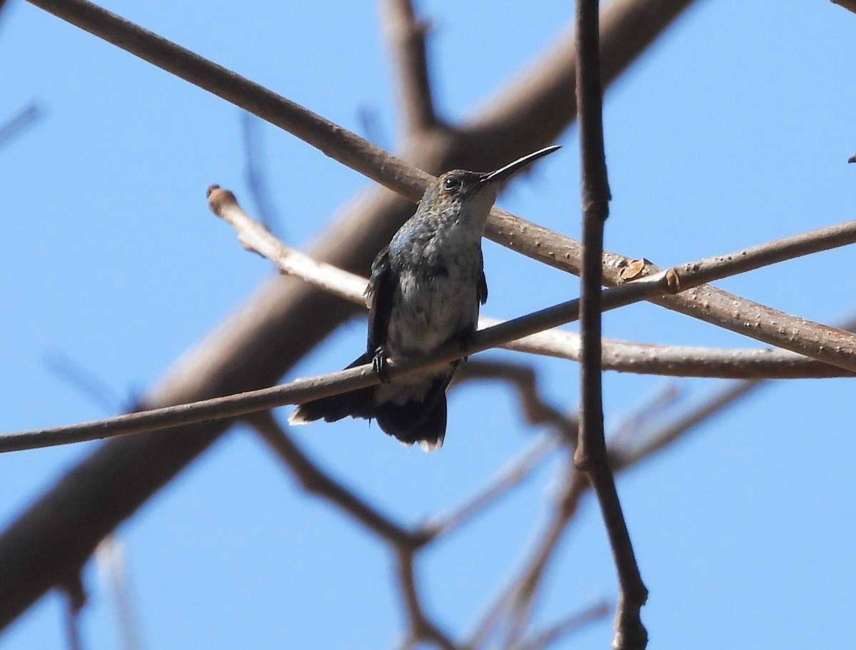 Sapphire-throated Hummingbird - ML616215475