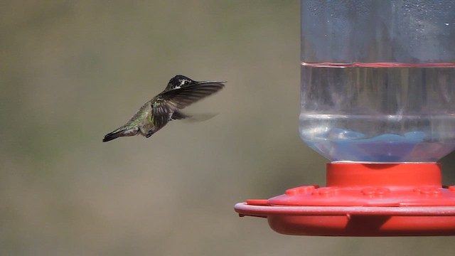 Costa's Hummingbird - ML616215489