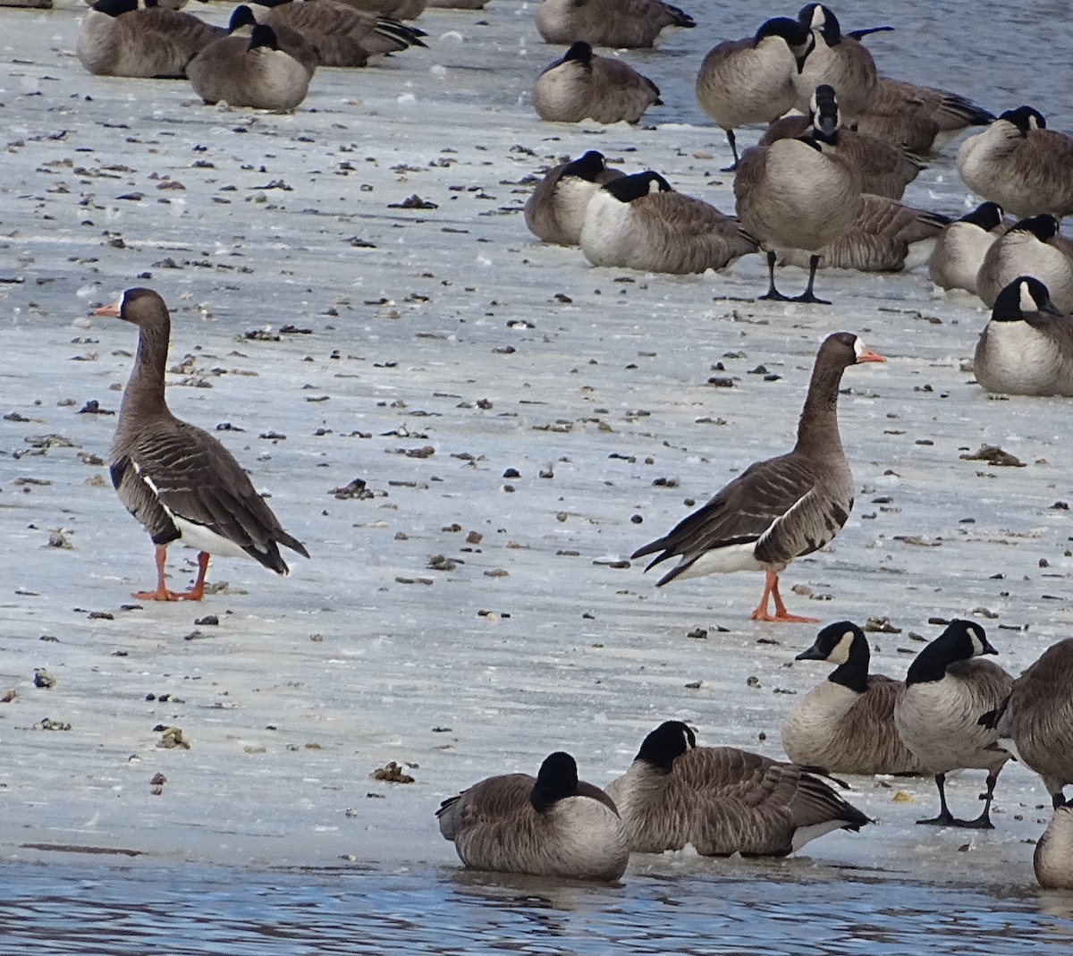Greater White-fronted Goose - ML616215529