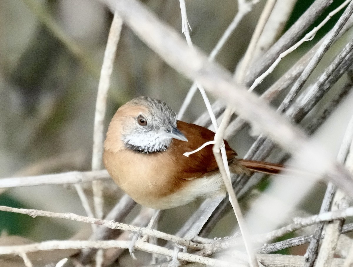 Hoary-throated Spinetail - ML616215569