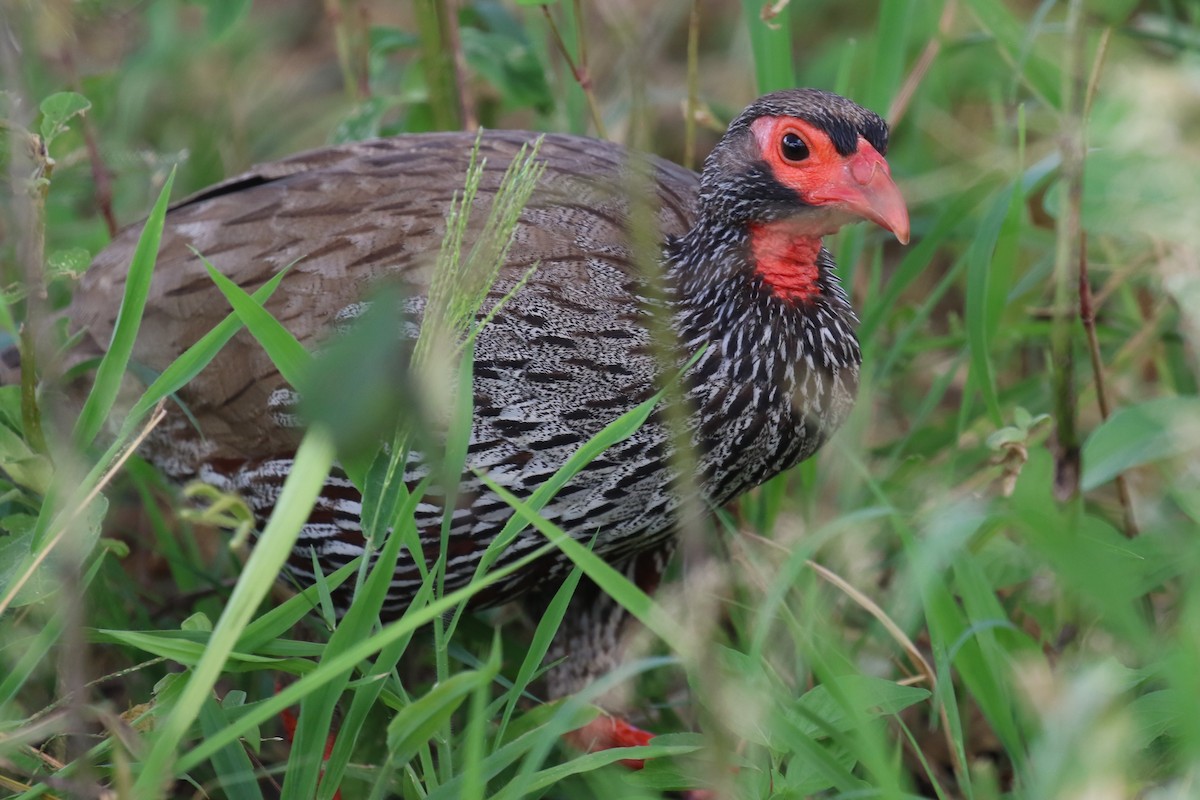 Red-necked Spurfowl - ML616215692
