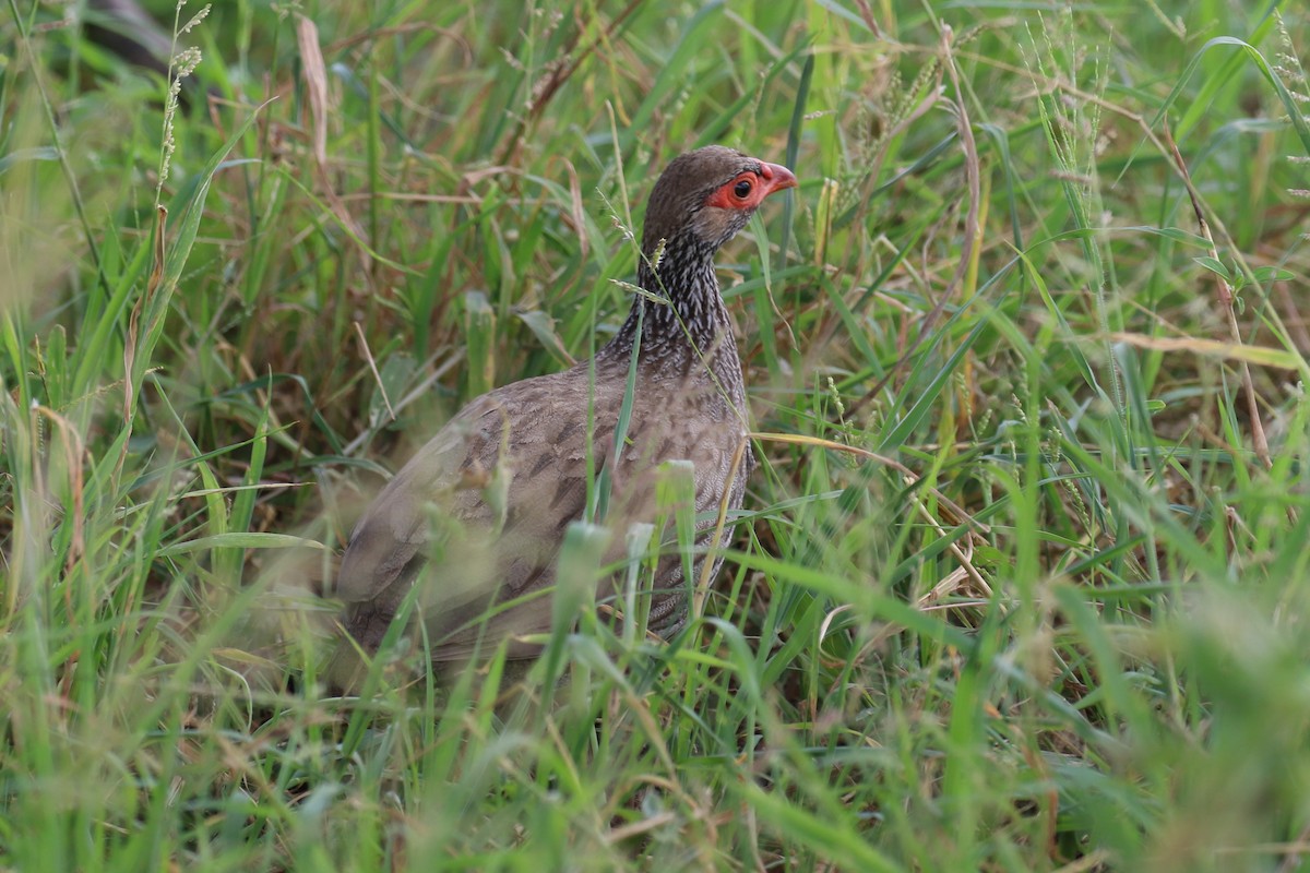 Red-necked Spurfowl - ML616215693