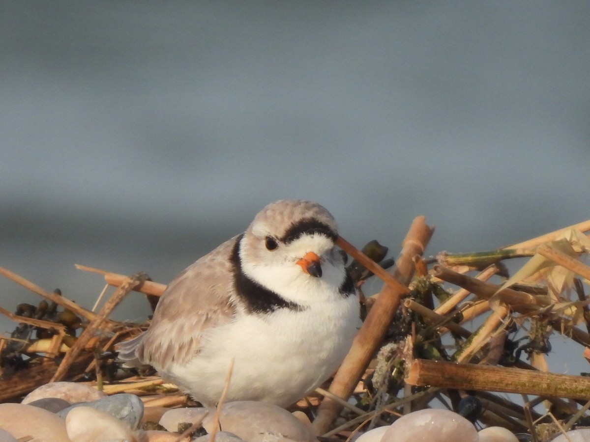 Piping Plover - ML616215919
