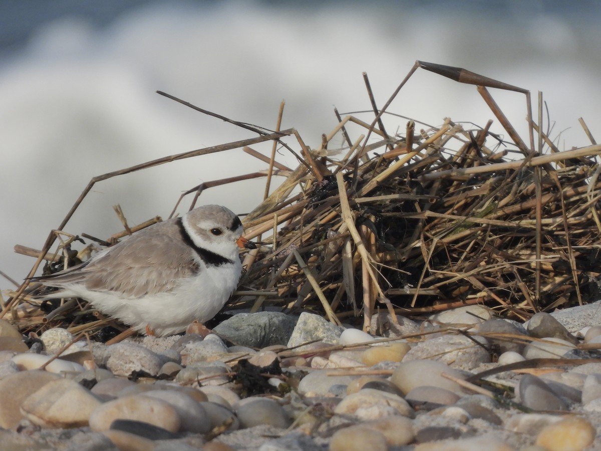 Piping Plover - ML616215921