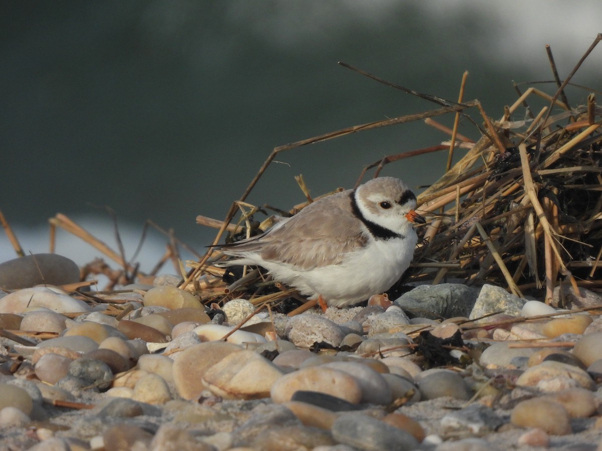Piping Plover - ML616215922
