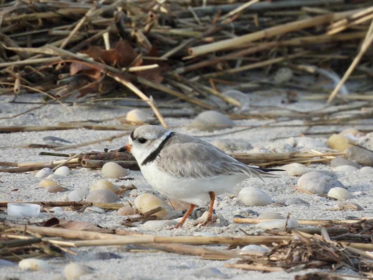 Piping Plover - ML616215923