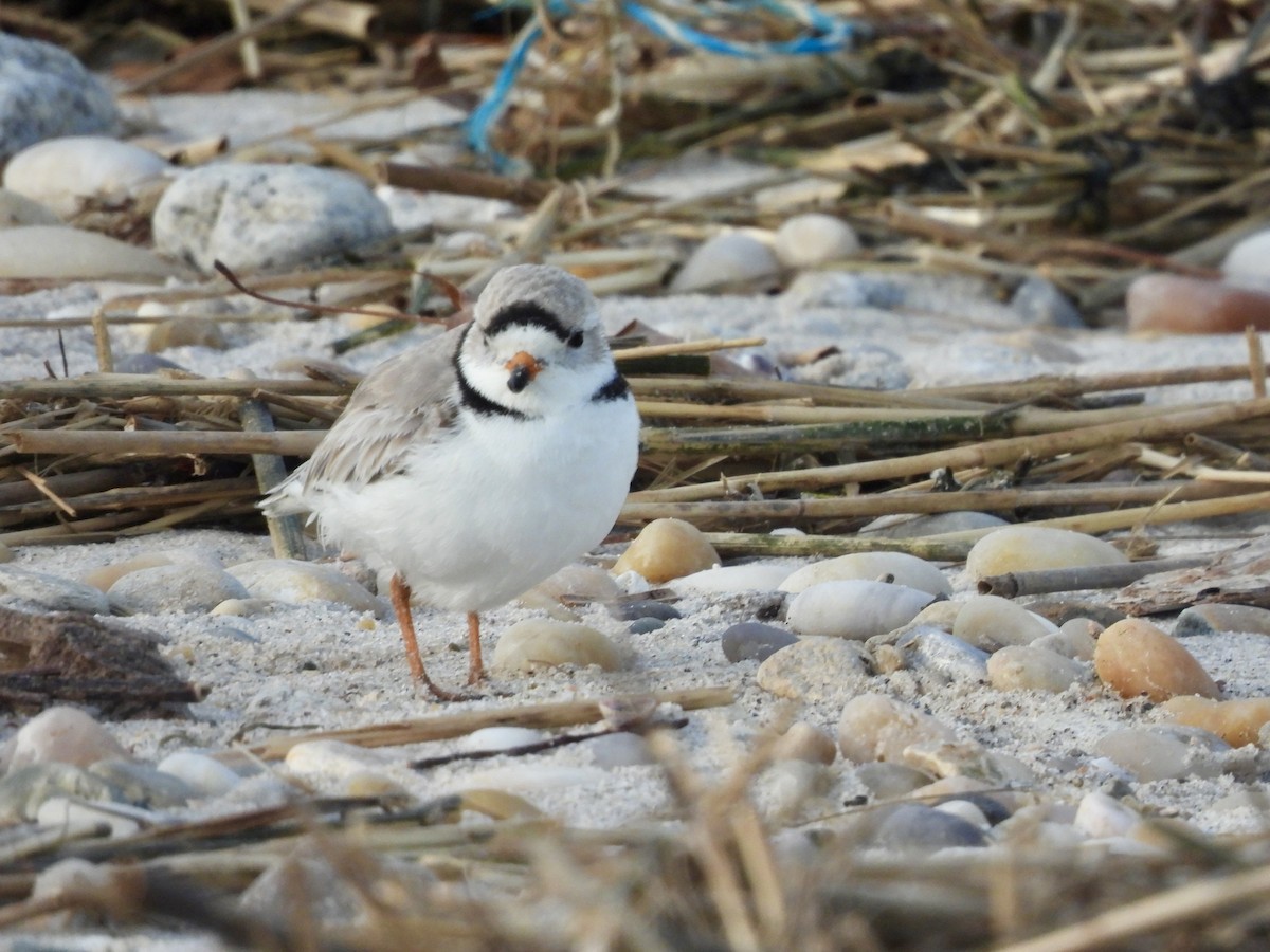 Piping Plover - ML616215924
