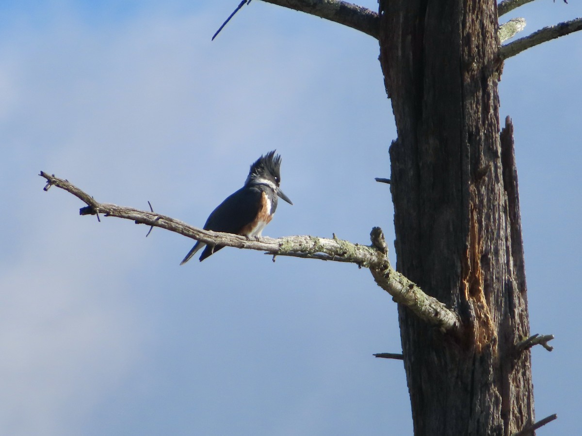 Belted Kingfisher - ML616215992