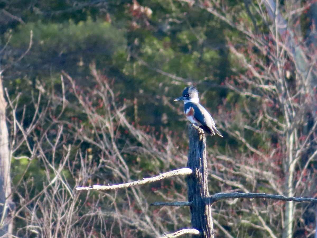 Belted Kingfisher - ML616215993