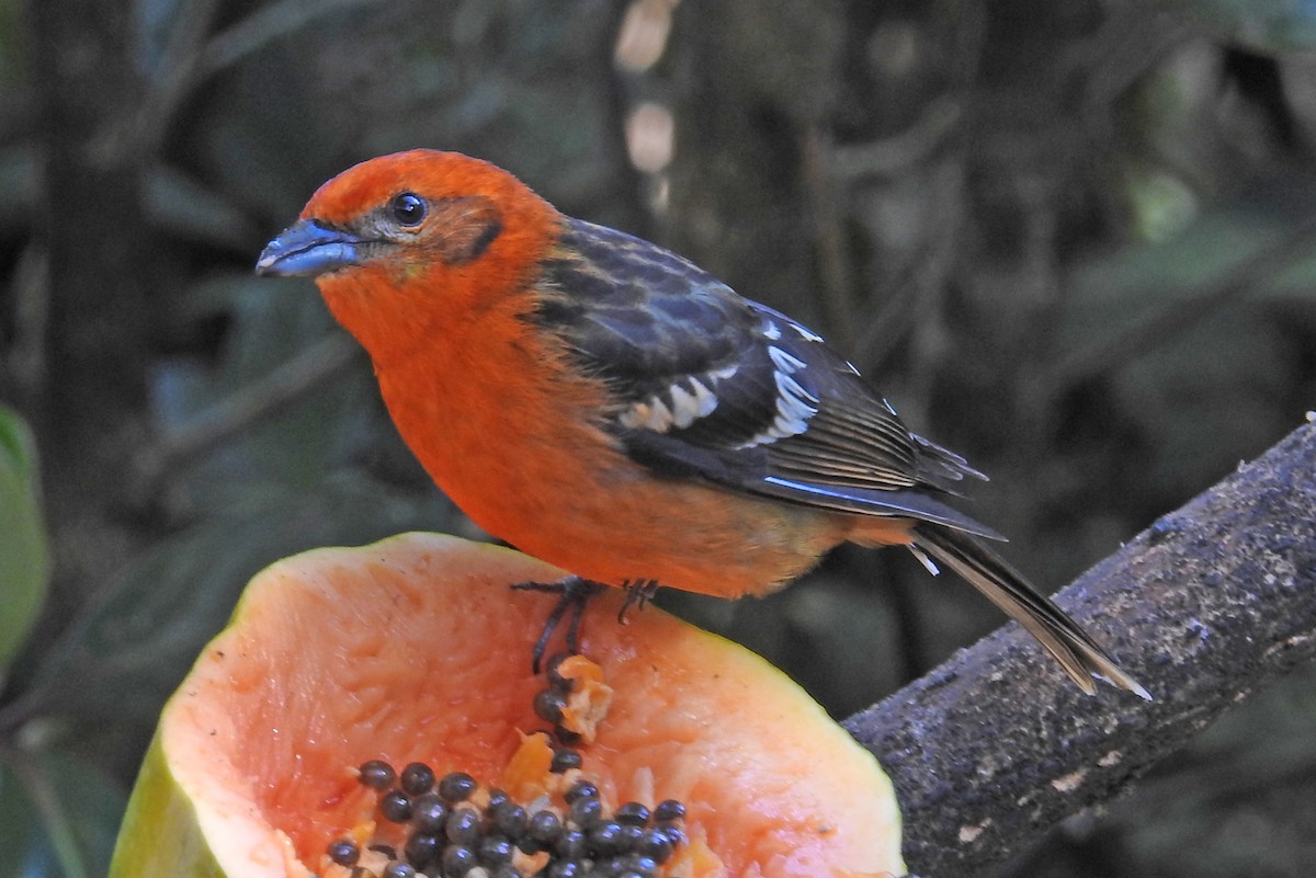 Flame-colored Tanager - ML616216040