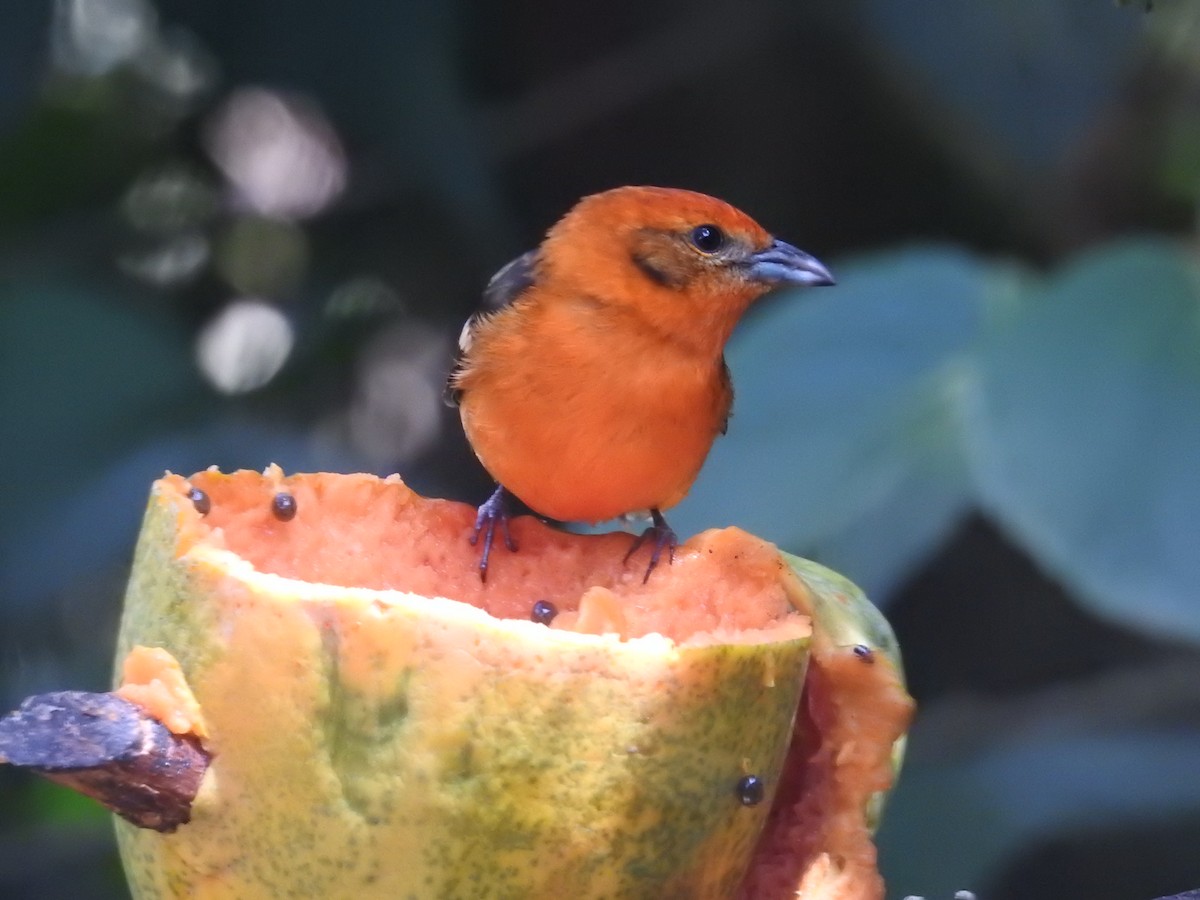 Flame-colored Tanager - ML616216041