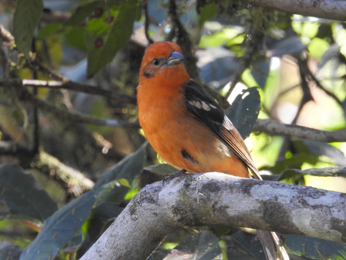Flame-colored Tanager - ML616216042