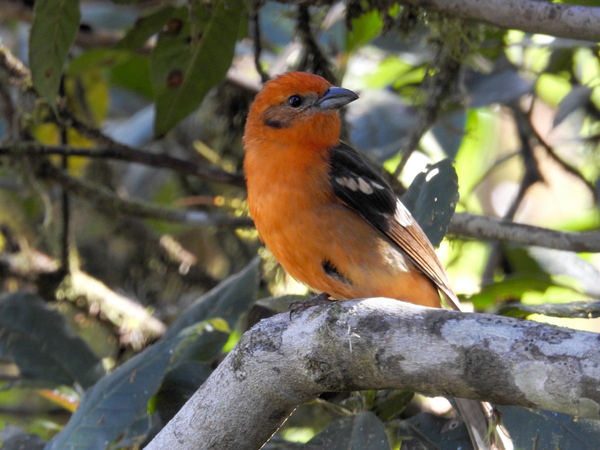 Flame-colored Tanager - ML616216043