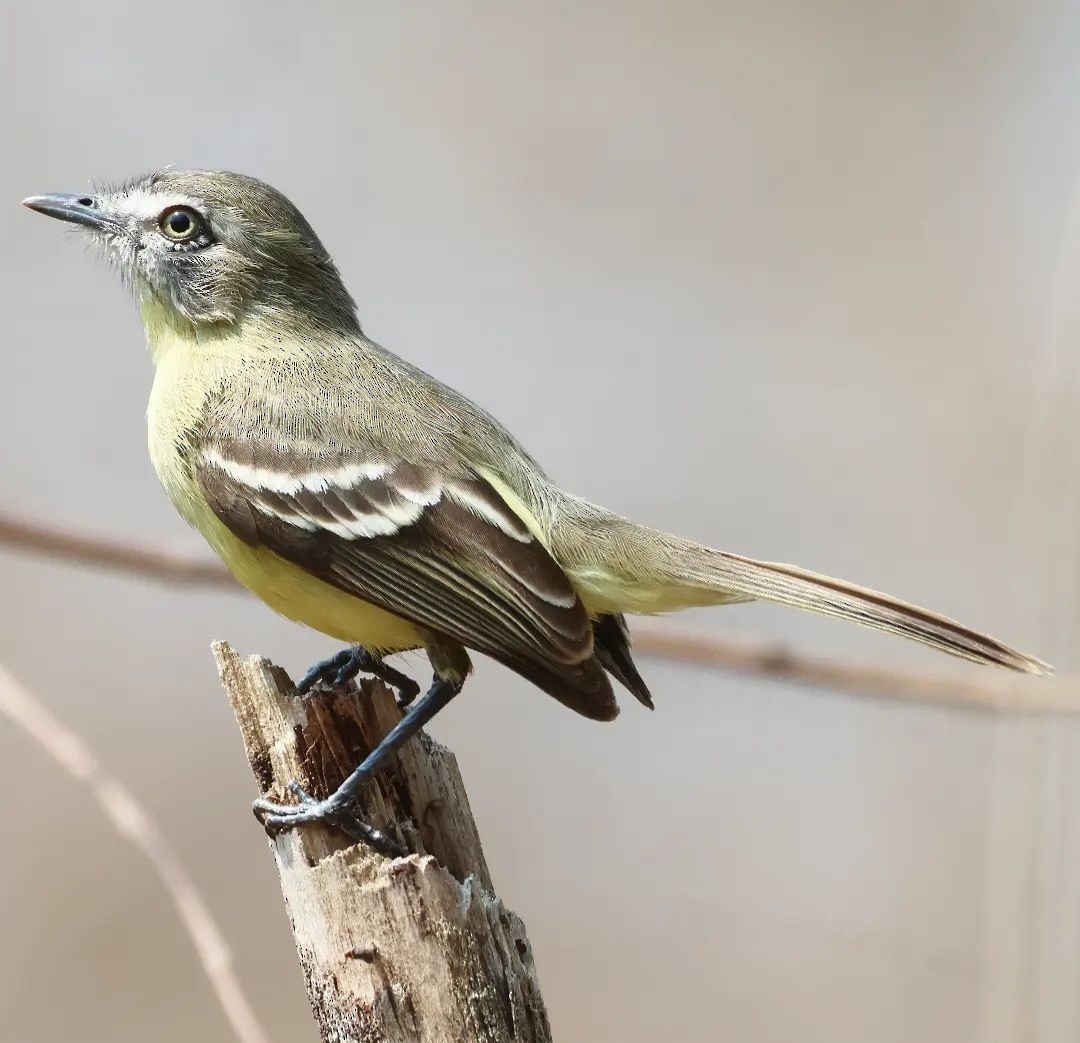 Pale-tipped Tyrannulet - ML616216083
