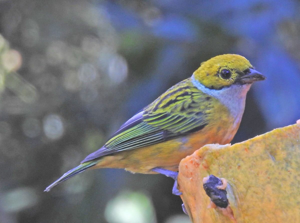 Silver-throated Tanager - John Licharson