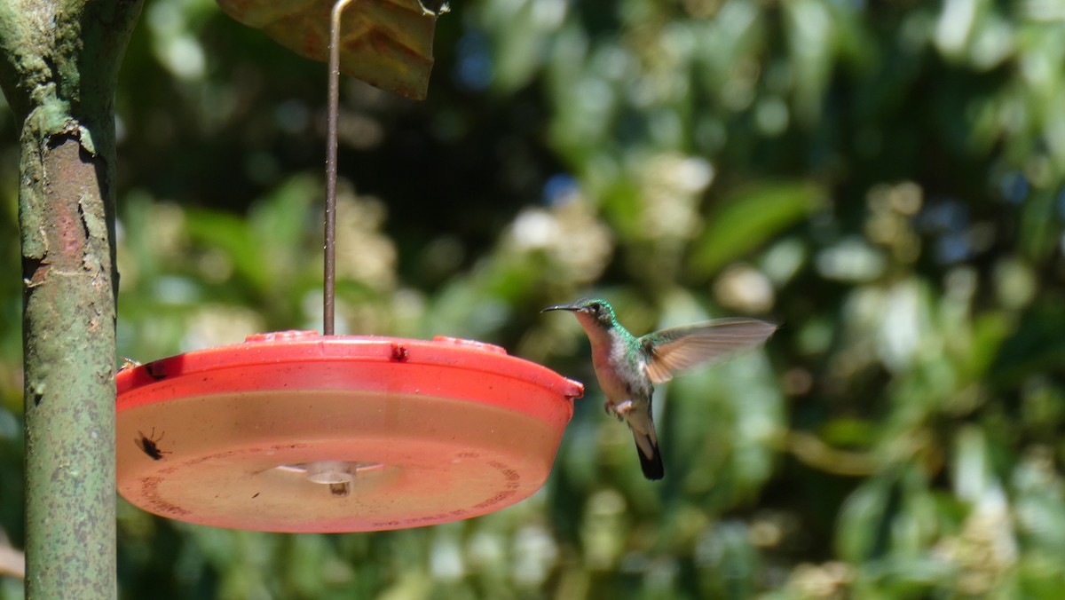 Stripe-tailed Hummingbird - ML616216116