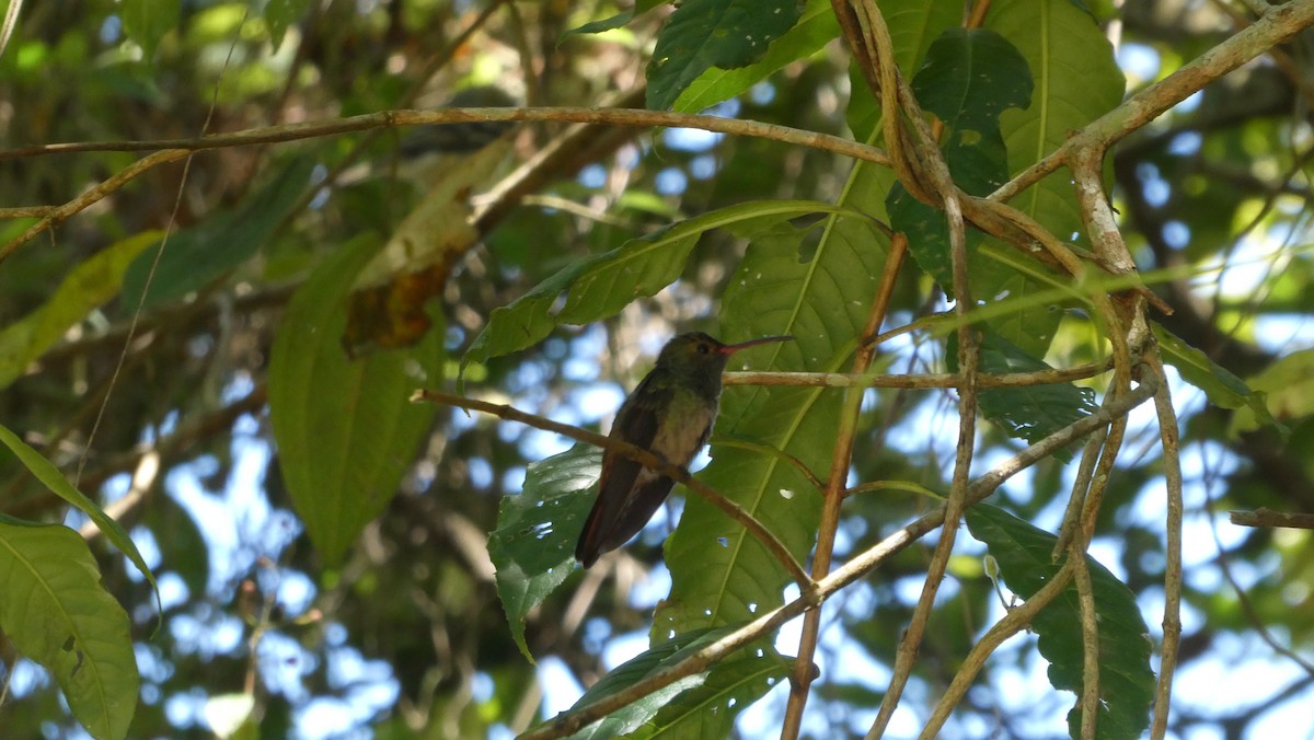 Rufous-tailed Hummingbird - ML616216138