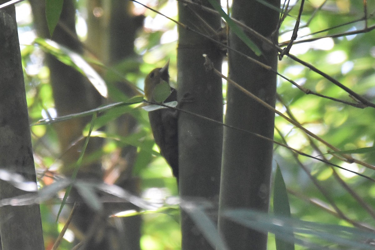 Bamboo Woodpecker - ML616216328