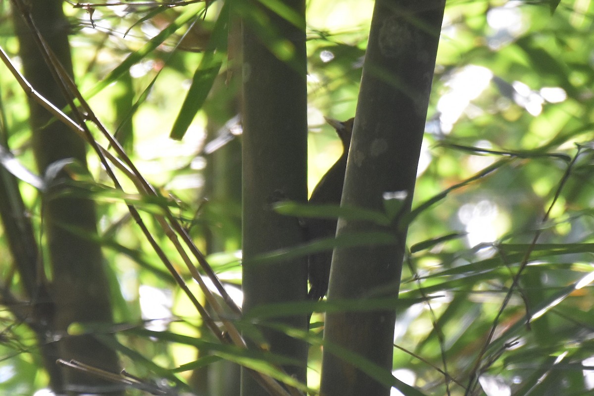Bamboo Woodpecker - ML616216329
