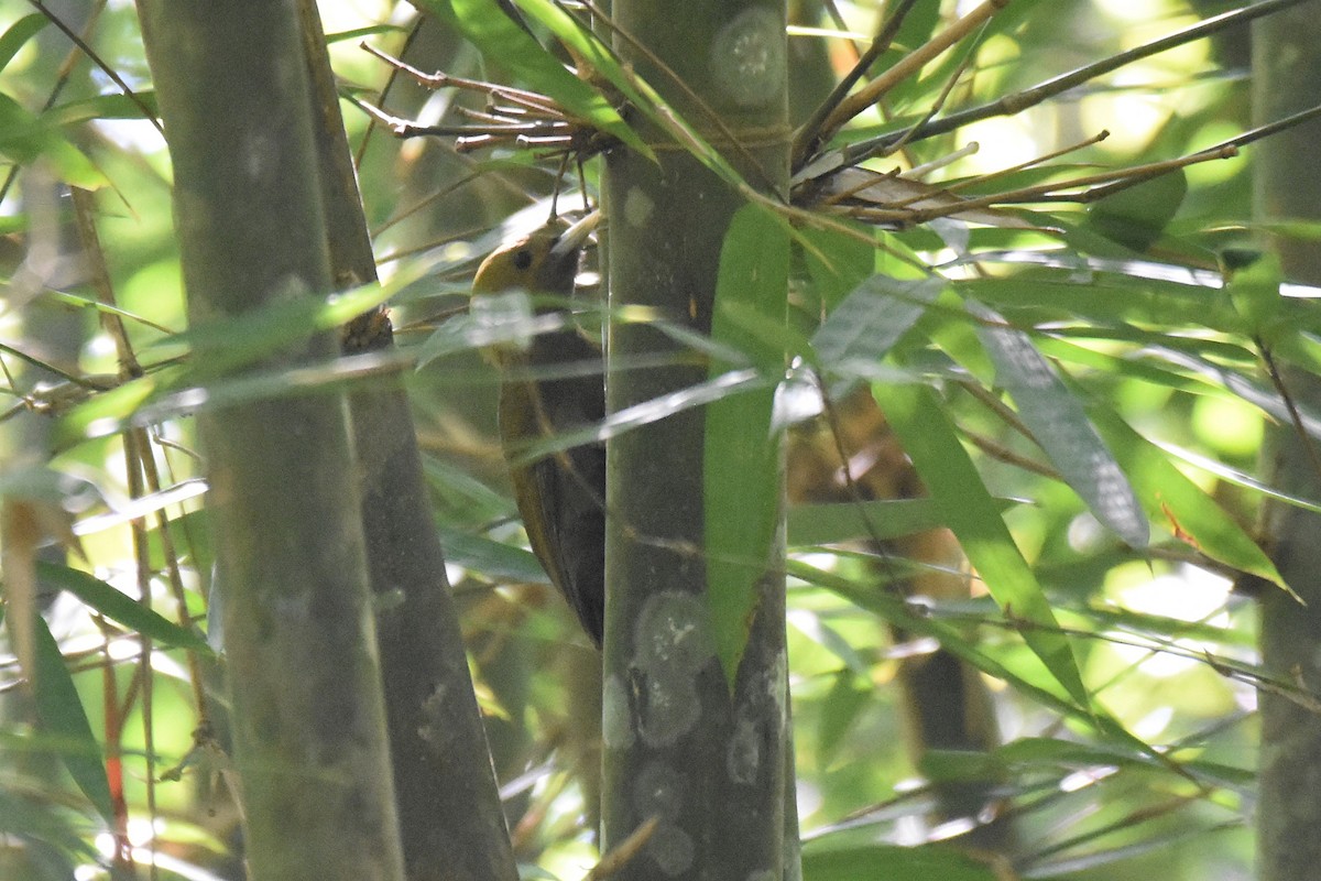 Bambu Ağaçkakanı - ML616216331