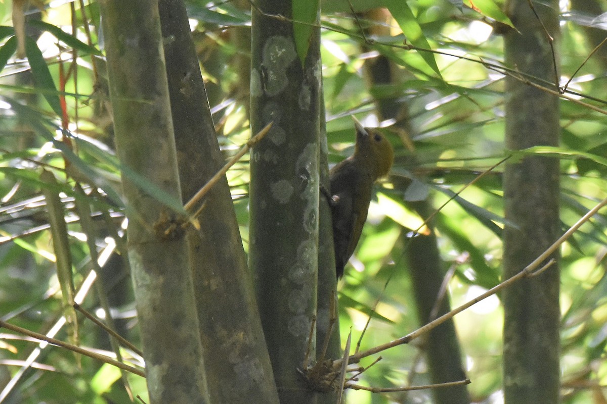 Bamboo Woodpecker - ML616216334
