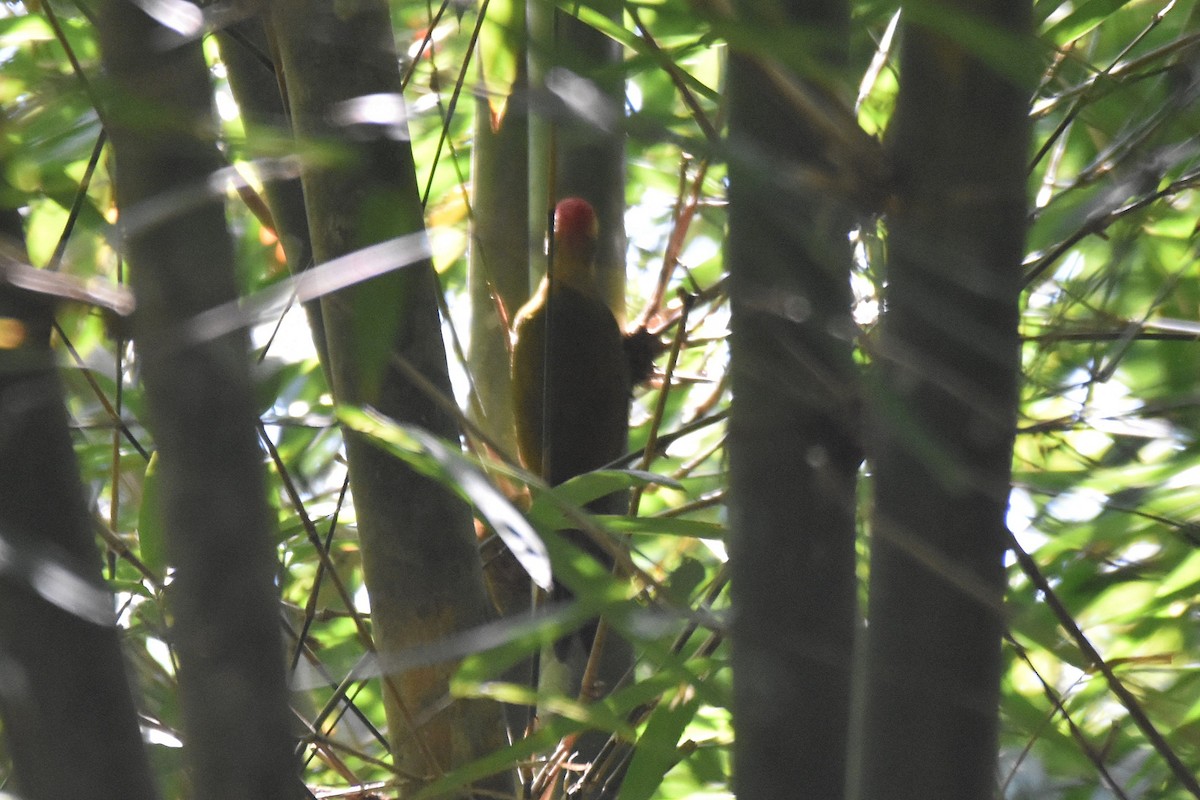 Bamboo Woodpecker - ML616216338
