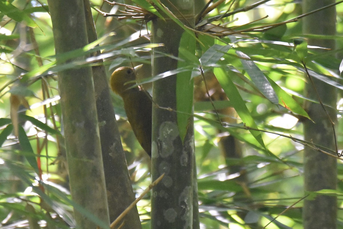 Bamboo Woodpecker - ML616216340