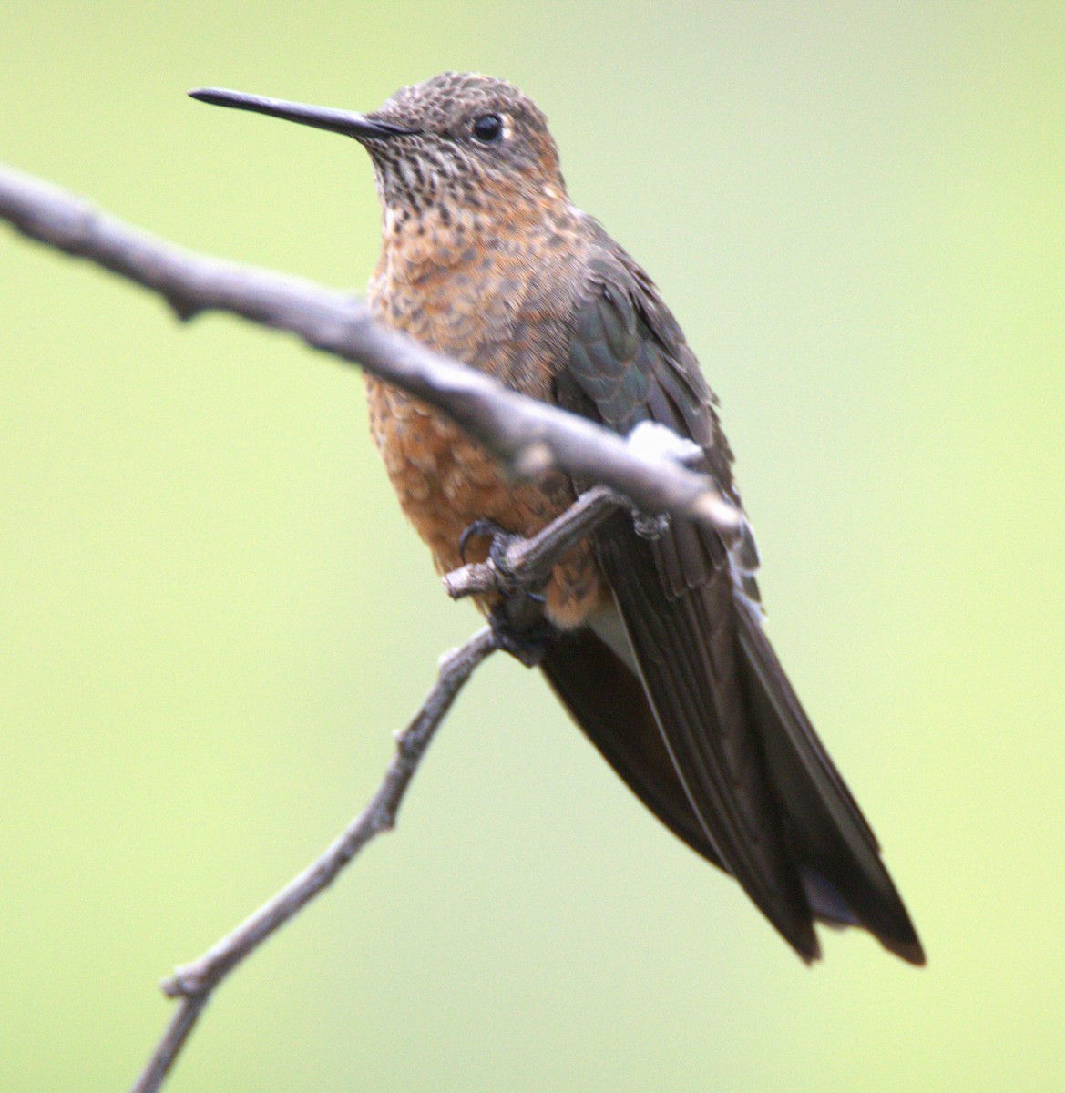 Giant Hummingbird - Jim de Waal Malefyt