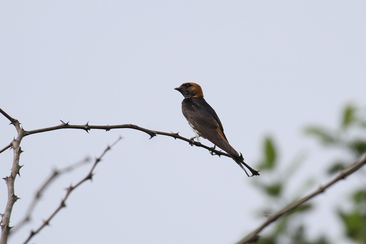 Lesser Striped Swallow - ML616216461