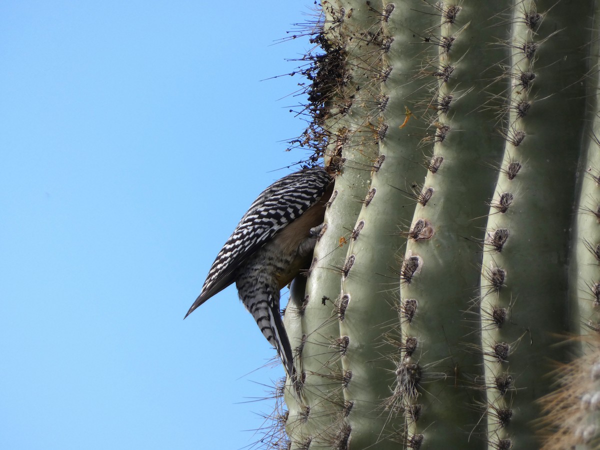 Pic des saguaros - ML616216462